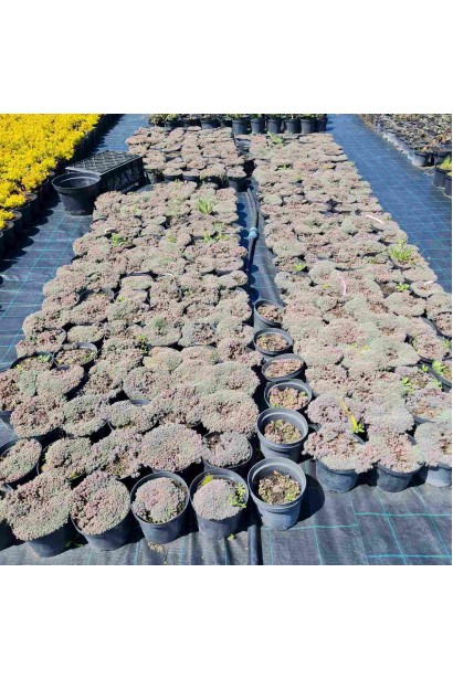 Очиток білий  - 3л/вис.5см/Ø20-25см